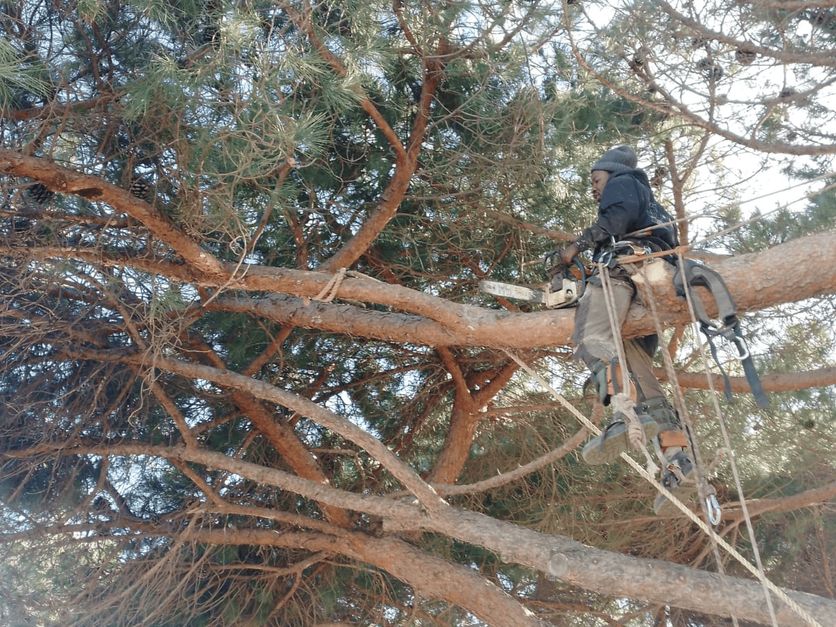 Branch Removal