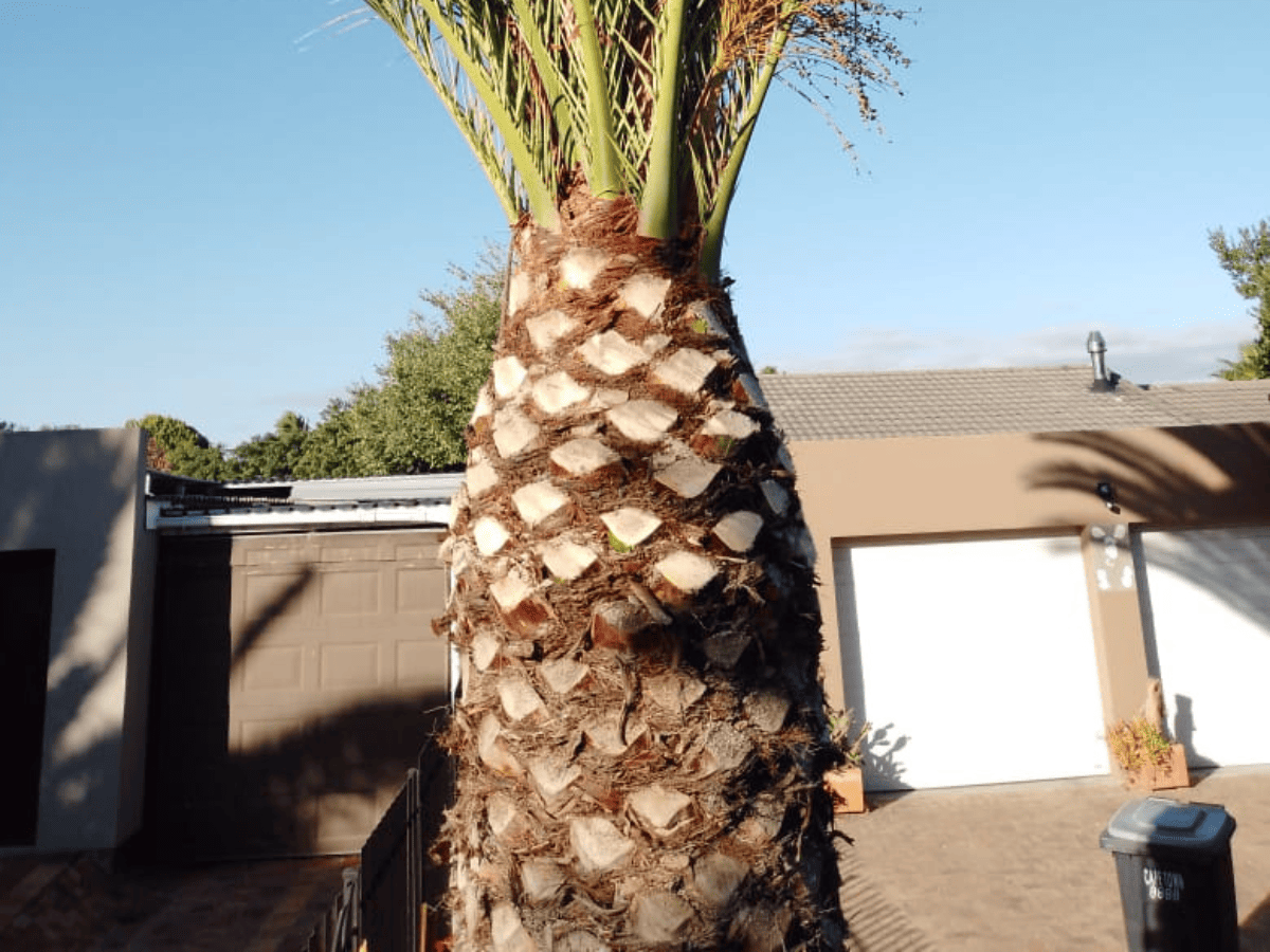 Palm Trimming