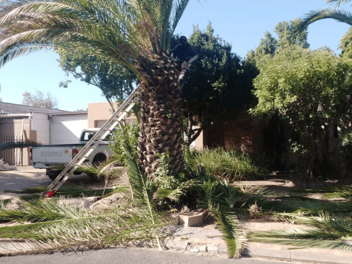 Palm Tree Maintenace