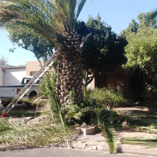 Palm Tree Maintenace